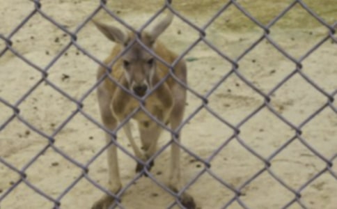 ��С�����������������̰�