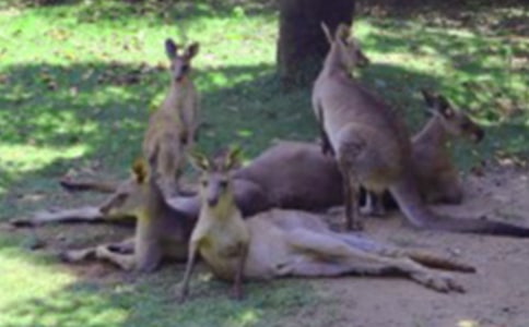 �����������Ƥ��С���󡷽̰�