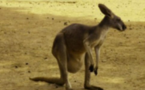 ��������̰���С����