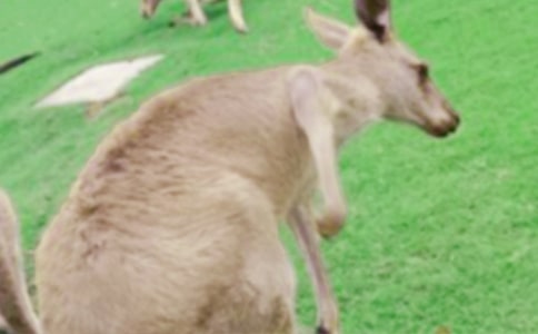 体育游戏袋鼠跳教案