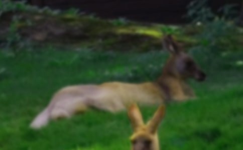 ��������̰�����������6ƪ