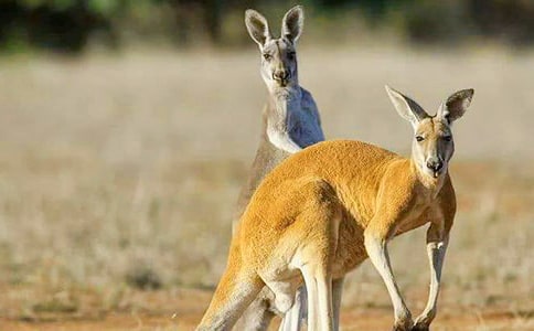 С����������С��������Ϸ�̰�