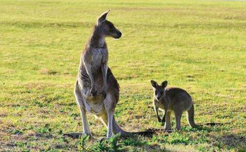 ���󱦱���Ƥ���������̰�