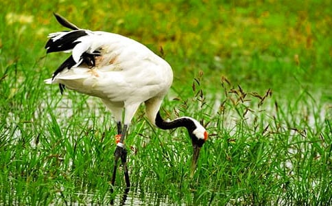 �����׵�����