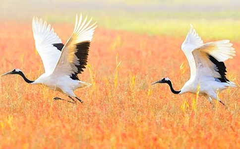 �����׵�����