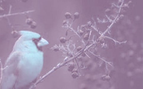 ��ֲ��ʯ����