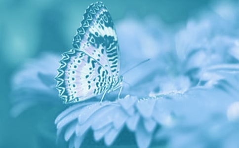 ��ֲ����������ʾ