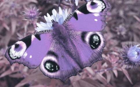 �۲춯ֲ���ռ�