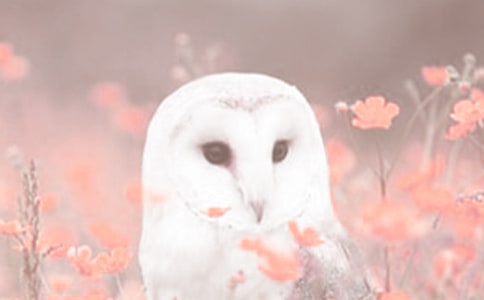 �̰���˼��Ʒ�� ��������ֲ���ѧ���