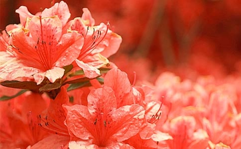 �����Ķž黨����