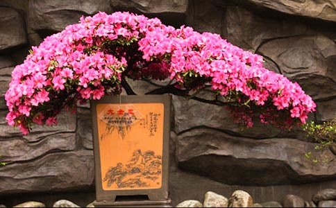 ʫ��ž黨�Ķ���