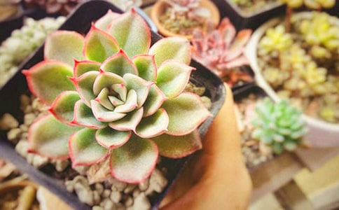 �����㡿�ɰ��Ķ�������15ƪ