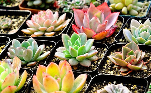 ����Ķ�������