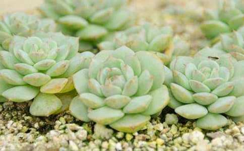 �ɰ��Ķ������ġ���ѡ��