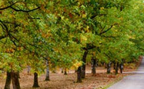 ʵ�õķ羰�������ļ�����ƪ