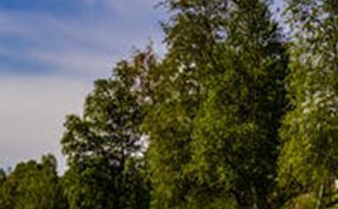 ԰�ַ羰��������ˮԴɽ��԰��֧�������ְ����