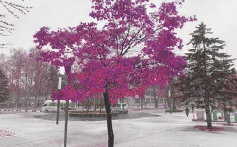 ����ѩ����