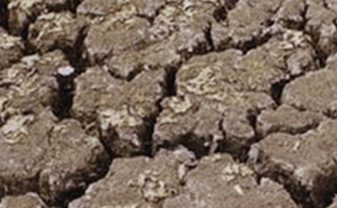 �����ֹ��Į���͸ɺ��ձ���,���λ�Į������������