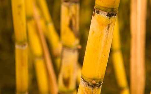 ��������ľ�Ʒ[15ƪ]