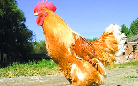 ������Ȥ �Զ����򡪡���С������СѼ�ӡ�