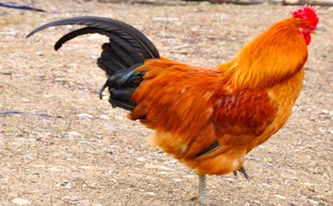 ������ĸ������