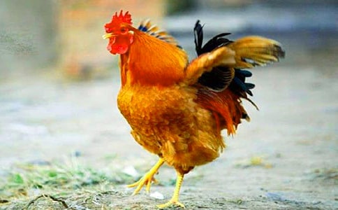 С������СѼ��