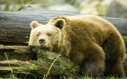 �����ֵ�����