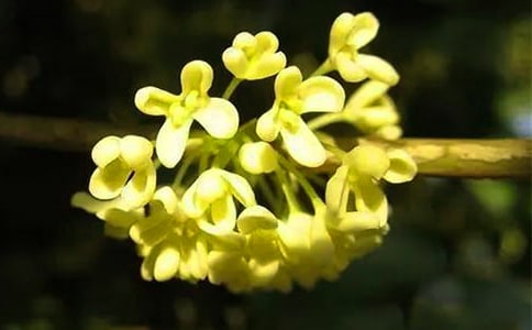 2023�꾫ѡ���ݹ𻨵ľ���41��