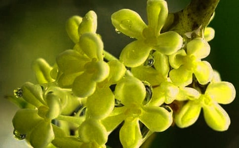 2023�����ݹ𻨵ľ���29��