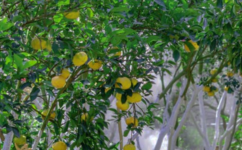 ��԰�������ıر�[4ƪ]