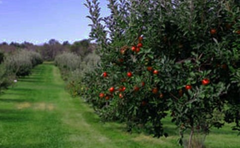 С�����԰С�������̰�