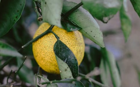 ���յĹ�԰����(��)