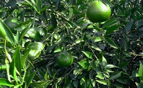 ��ѡ��԰��������4ƪ