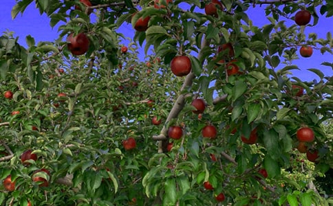 ���յĹ�԰����