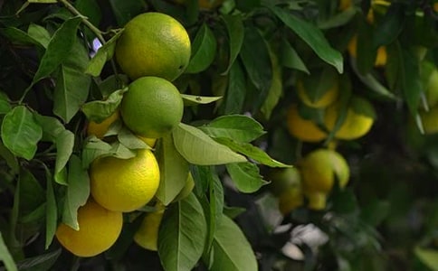 ��չ��԰Ȩ֤������������㱨