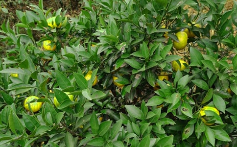 ��24.��԰�����ˡ�