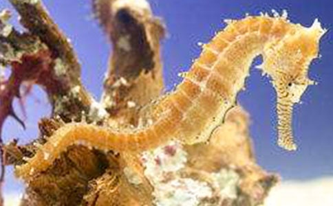 ������������̰�