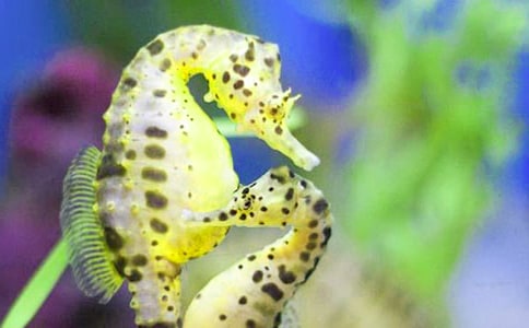 �Ϻ���Ϸ�ż��