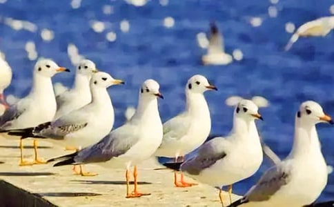 ��Ÿ��������2ƪ