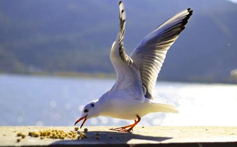 ��Ÿ��������