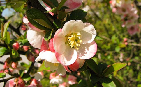 �����еĺ��Ļ�����