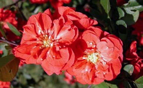 �����㺣�ġ�����̨��(15ƪ)