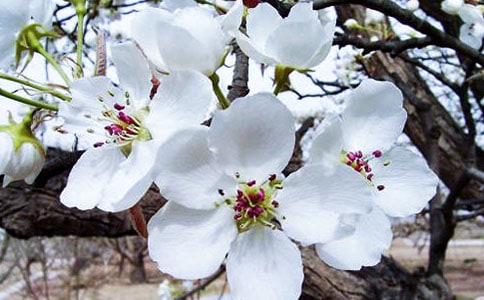 ���ĵ����ľ�����15ƪ��