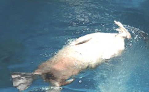 ����ۺ���԰����