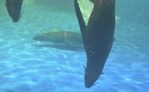 �κ���԰����