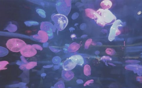 ����԰֮������