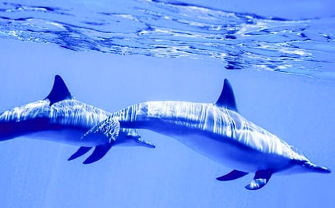 С��������ϷС���ඥ��̰�