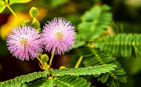 ���߲ݵ��ռ�