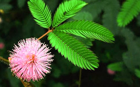 ���ں��߲ݵ��ռ�