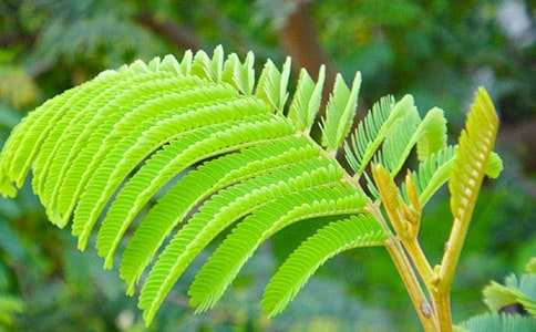 ���߲ݵĹ۲��ռ�